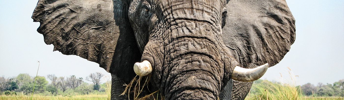 isolation fersken Nybegynder 7 ting du (måske) ikke vidste om elefanter