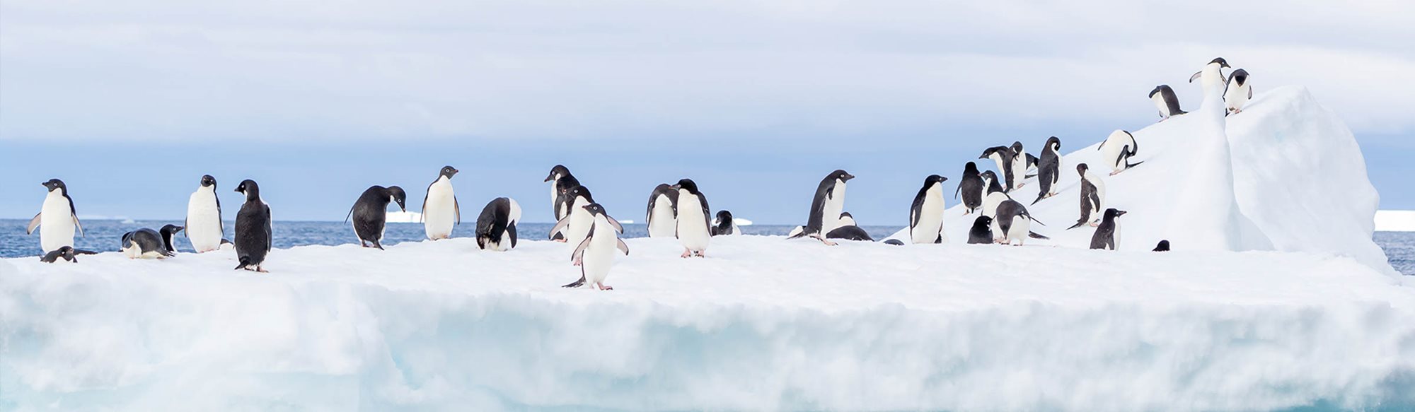 Det syvende kontinent: store togt til Antarktis