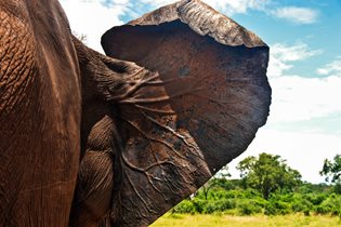 7 ting du (måske) ikke om elefanter