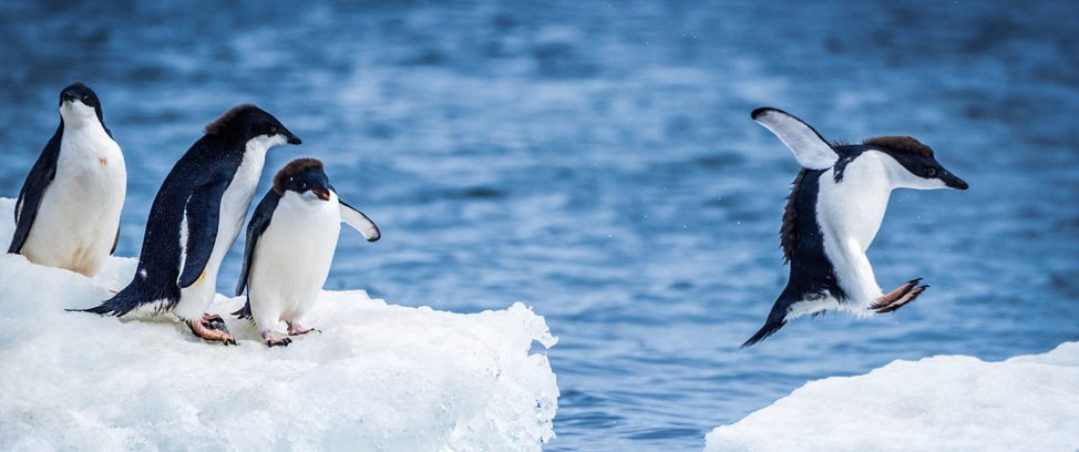 Bunke af Tether Hjelm Albatros' store togt til Antarktis - Det Syvende Kontinent