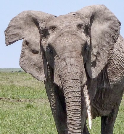 genstand Ord efterspørgsel Fotoidentifikation af elefanter